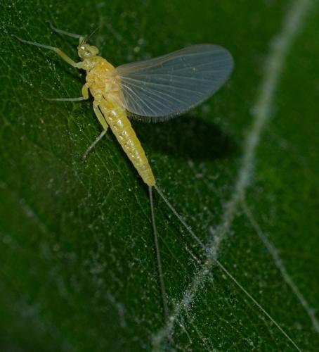 Réf. 307 559 : Baetinae inconnu